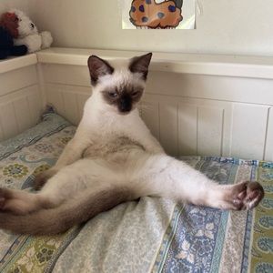 Meet your Posher, Sam